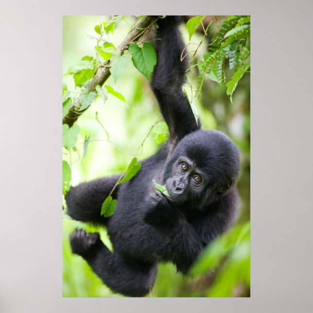 Poster Baby Mountain Gorilla Jouer dans la forêt tropical (Devant)