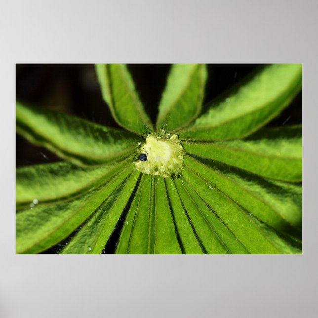 Poster Baby Palm Plante par Shirley Taylor (Devant)