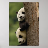 Baby panda géant Ailuropoda melanoleuca) 2
