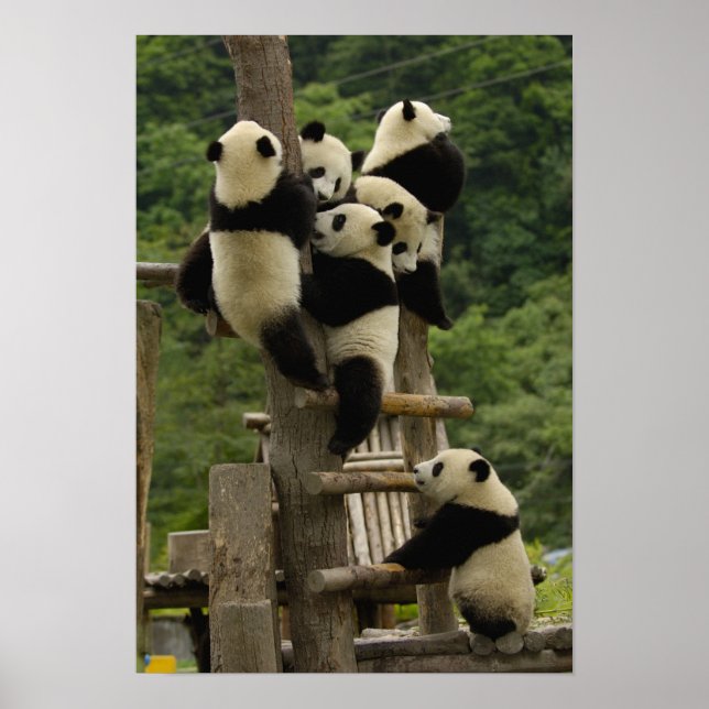Poster Baby panda géante Ailuropoda melanoleuca) (Devant)