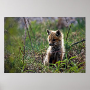 Poster Baby Red Fox