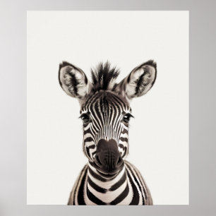 Poster Baby Safari African Jungle Animals Zebra
