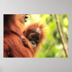 Poster Baby Sumatran Orangutan