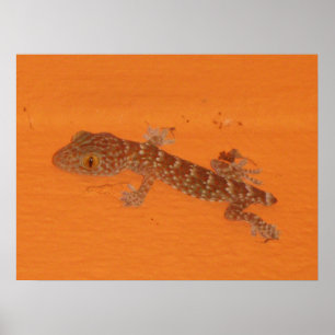 Poster Baby Tokay Gecko
