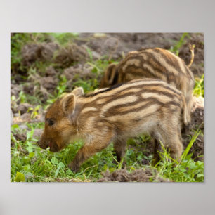 Poster Baby Wild Boar