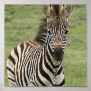 Poster Baby Zebra