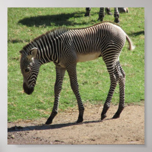 Poster Baby Zebra