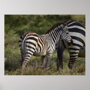 Poster Baby Zebra en Afrique