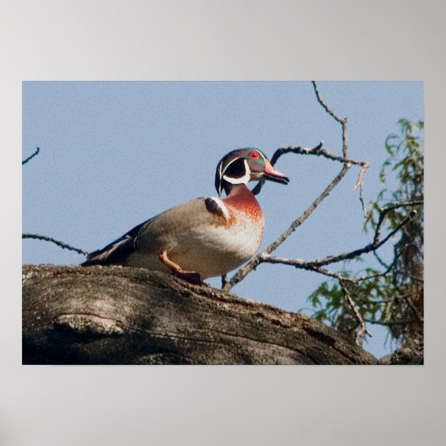 Poster Bac à canard de bois en chêne (Devant)