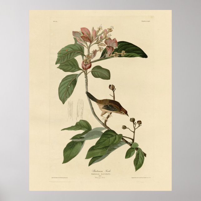 Poster Bachman's Finch (Sparrow) Audubon Birds of America (Devant)