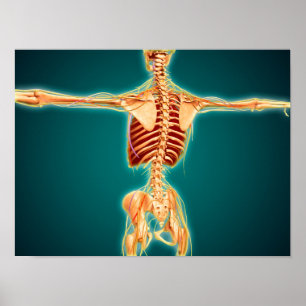 Poster Back View Of Human Skeleton With Nervous System