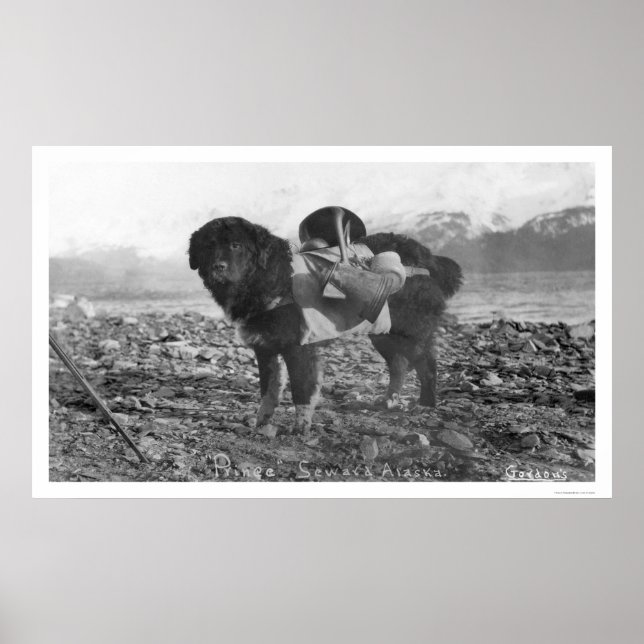Poster Backpacking Dog Seward, Alaska 1911 (Devant)