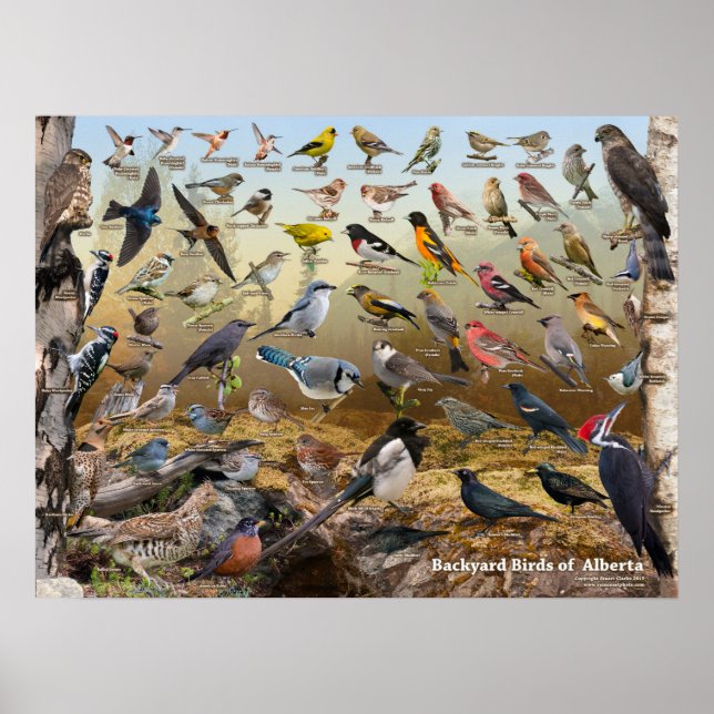 Poster Backyard Birds of Alberta (Devant)