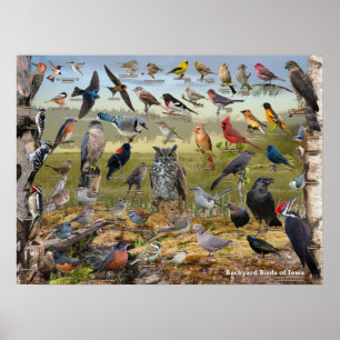 Poster Backyard Birds of Iowa
