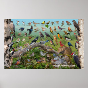 Poster Backyard Birds of New York Large