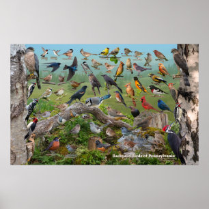 Poster Backyard Birds of Pennsylvania Custom SIze