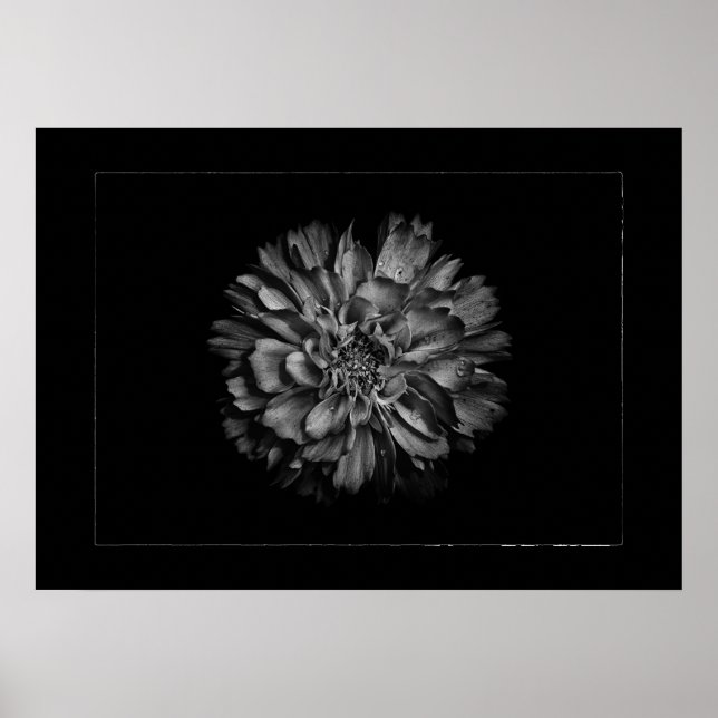 Poster Backyard Flowers In Black & White No 79 Border (Devant)