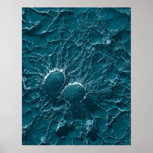 Poster Bacterial cells of Staphylococcus Aureus Close Up