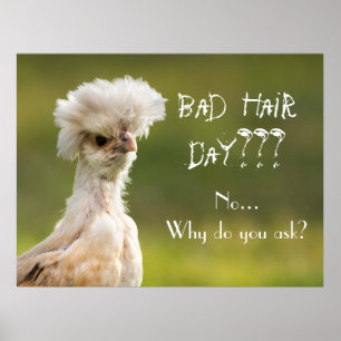 Poster Bad Hair Day poulet