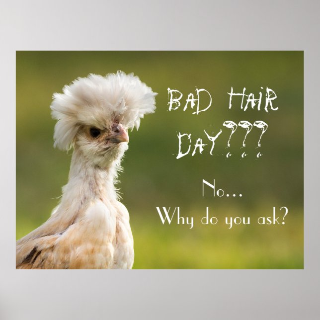 Poster Bad Hair Day poulet (Devant)