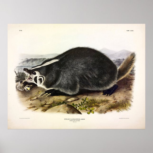 Poster Badger américain (Taxidea taxus) par Audubon (Devant)