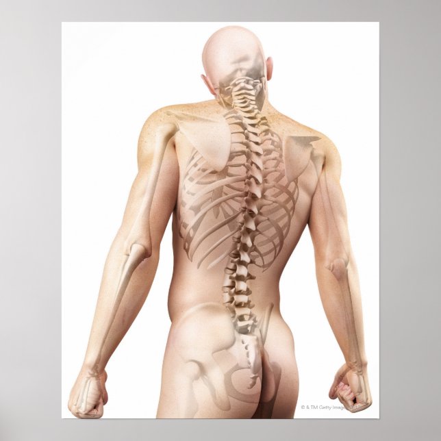 Poster Bagues du corps supérieur 2 (Devant)