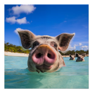 Poster Bahamas Swimming Pig 2024
