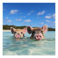 Bahamas Swimming Pig 2024