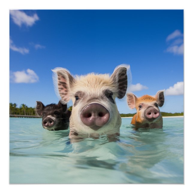 Poster Bahamas Swimming Pig 2024 (Devant)