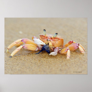 Poster Baie de Sodwana, province de Kwazulu Natal, sud