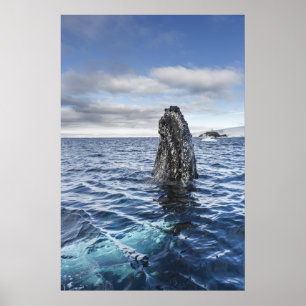 Poster Baie d'espoir de Spyhops   de baleine de bosse,