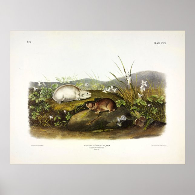 Poster Baie d'Hudson (Collared Ungava) Lemming par Audubo (Devant)