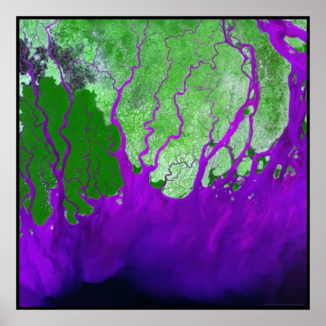 Poster Baie du delta du Gange au Bengale (Devant)