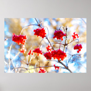 Poster Baies Arrowwood