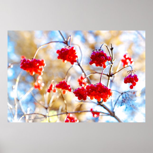 Poster Baies Arrowwood (Devant)