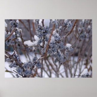 Poster Baies congelées