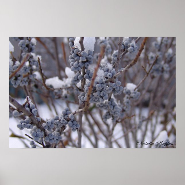 Poster Baies congelées (Devant)