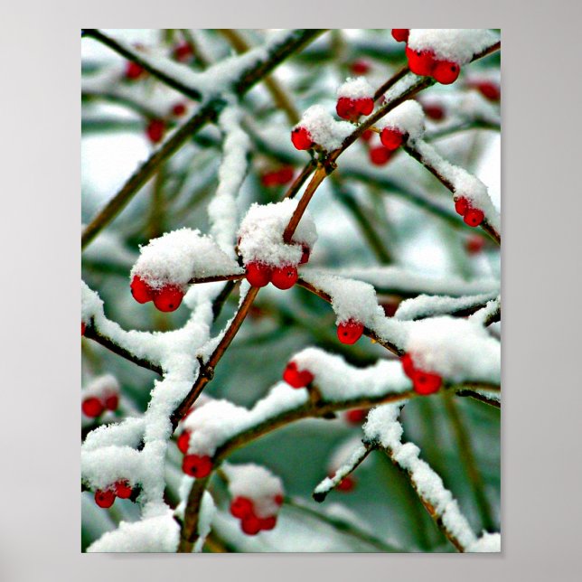 Poster Baies rouges en neige (Devant)