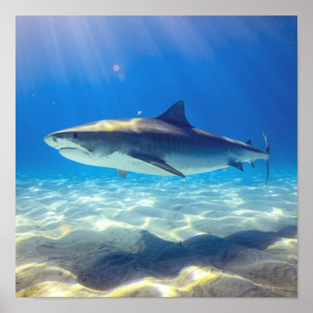Poster Baignade de requins Eau bleu de l'océan (Devant)