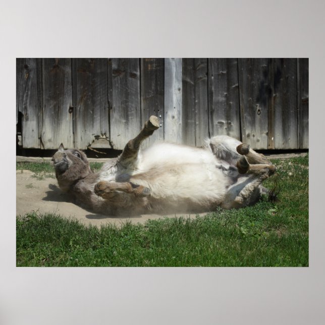 Poster Baignade de sable âne (Devant)
