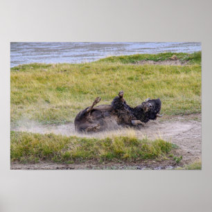 Poster Bain de poussière de bison, parc national de Yello