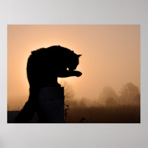 Poster Bain du matin du chat