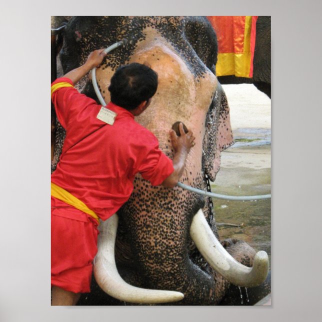 Poster Bain Eléphant ... Ayutthaya, Thaïlande (Devant)
