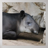 Poster Bairds Tapir