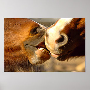 Poster Baisers des chevaux
