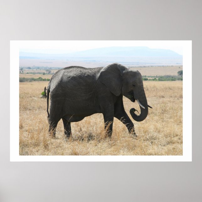 Poster balade d'éléphants (Devant)