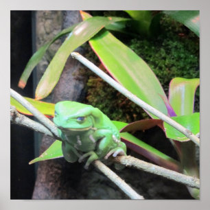Poster Balancer la grenouille