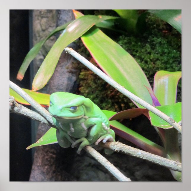 Poster Balancer la grenouille (Devant)