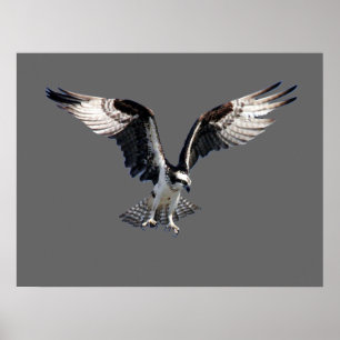 Poster Balbuzard