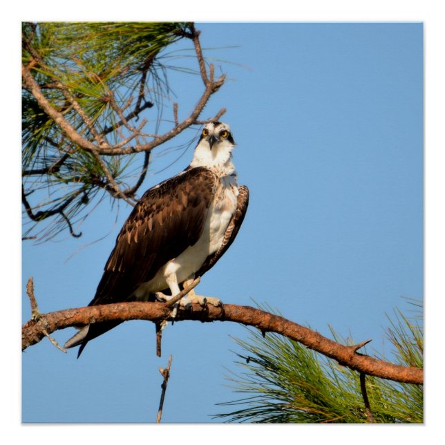 Poster Balbuzard pêcheur dans la nature (Devant)